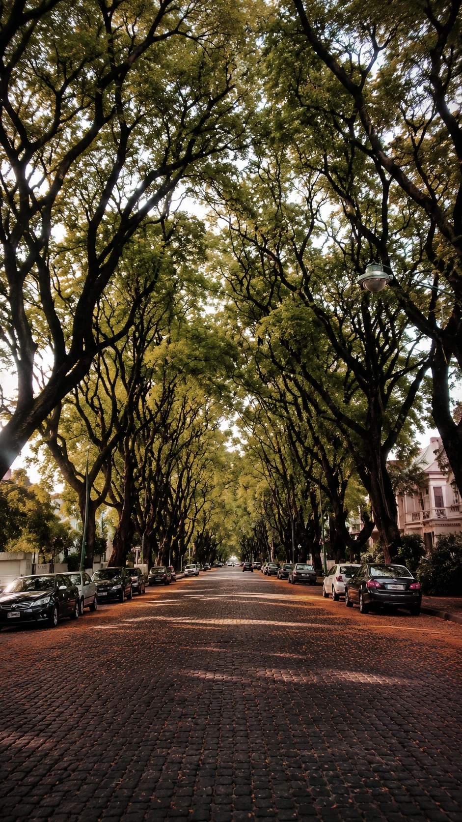 Arboleda de Avenida de los Incas